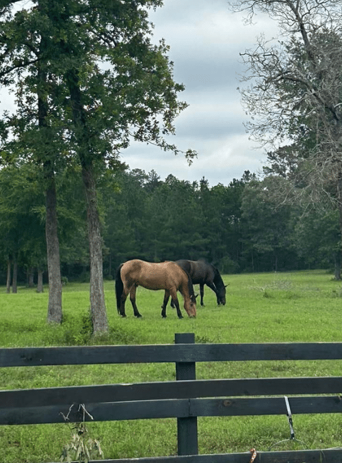 magnolia meadows ranch